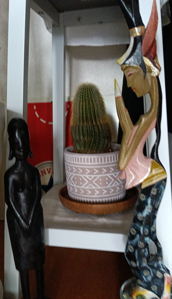 fuubi44nagara45's tweet photo. 諸事情で間もなく閉店する
とある美容室から
新メンバーをもらいうけました🌵
札幌に移住、開業から7年を
見守りお店の発展と共に
ぐんぐん育ったこの子を
しっかり引き受けます🔥
大切に育てます🌵✨🦔✨
#札幌
#清田
#真栄
#美容室
#SUKIMA https://t.co/op4GQ1093Y