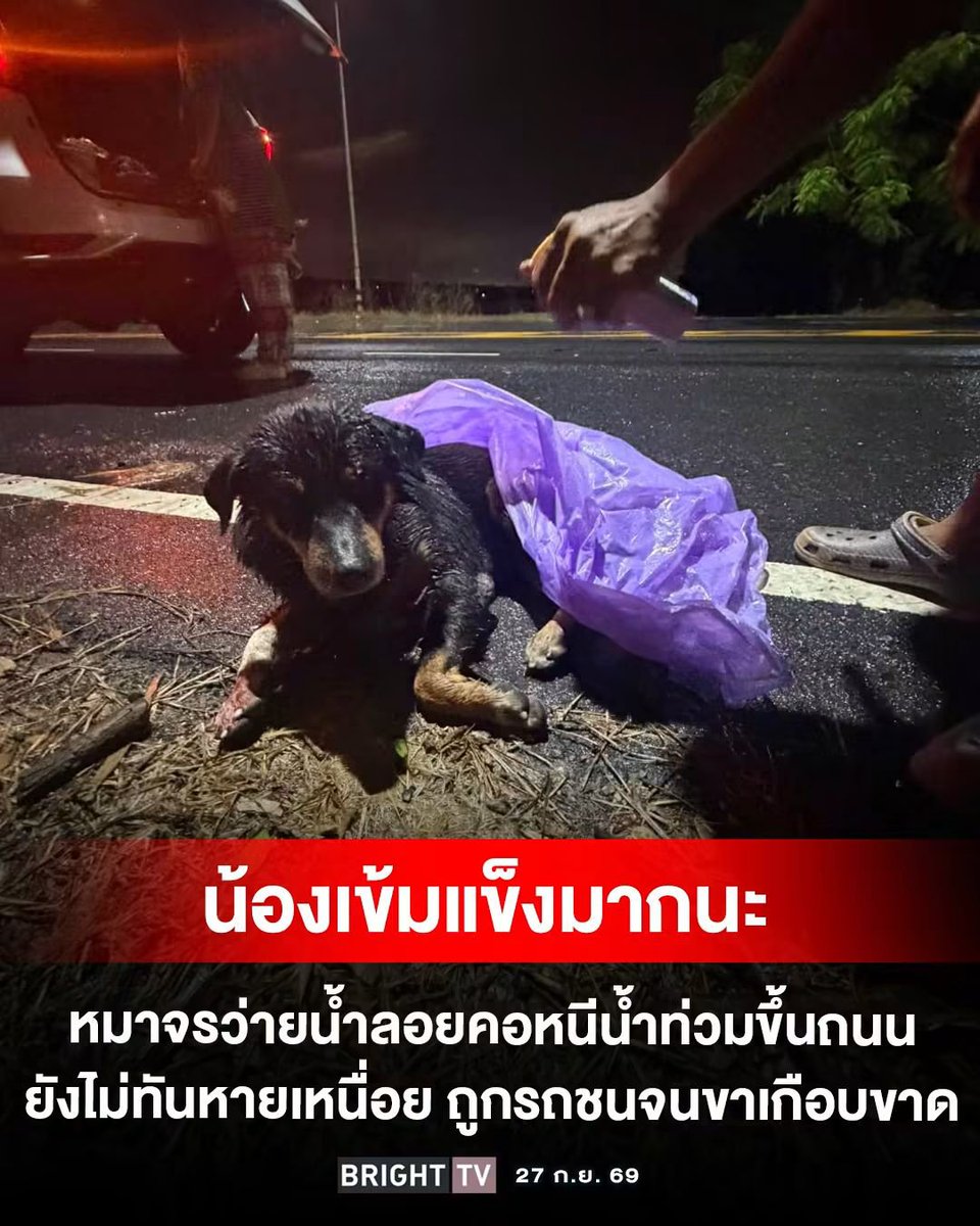 RungtiwaAo's tweet photo. วันที่เราสู้ชีวิต ทำไมชีวิตชอบสู้กลับ 🥺 น้องหมาตัวนี้ ว่ายน้ำหนีน้ำท่วมขึ้นมาบนบกได้ แต่ดันมาโดยรถชน เจ็บหนัก ท่ามกลางสายฝน ไม่รู้นานแค่ไหน ที่มีคนใจดีพบน้อง และนำน้องส่งโรงพยาบาลสัตว์ โชคดีของน้องจริงๆ 💗🙏ขอบคุณที่ช่วยชีวิตน้องนะคะ https://t.co/IQL1ORuupF
