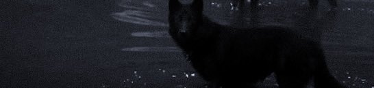 vegaslykan's tweet photo. uma característica que também existia entre outras espécies predadoras.

Tudo mudou quando seu pai se envolveu com uma loba de genes predominantemente ômega, dando origem à primeira miscigenação conhecida dentro da linhagem. https://t.co/YZ4Q8ND5lw