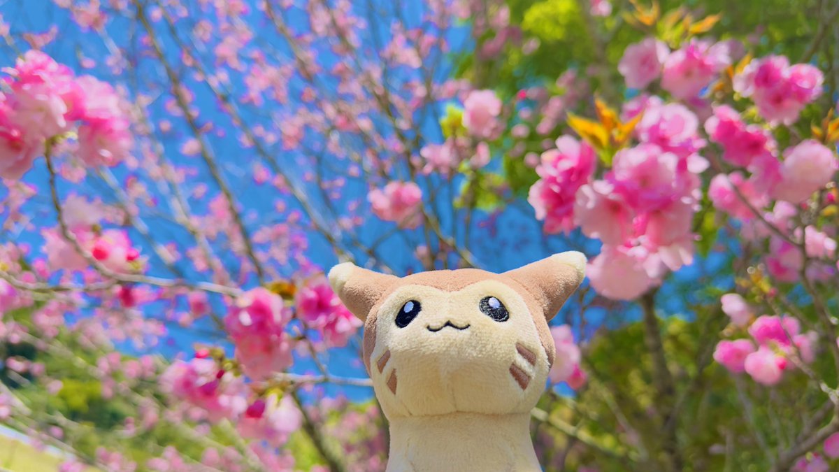 go_origami's tweet photo. 春夏秋冬✖️ポケモン https://t.co/3fWZ1TRq9N