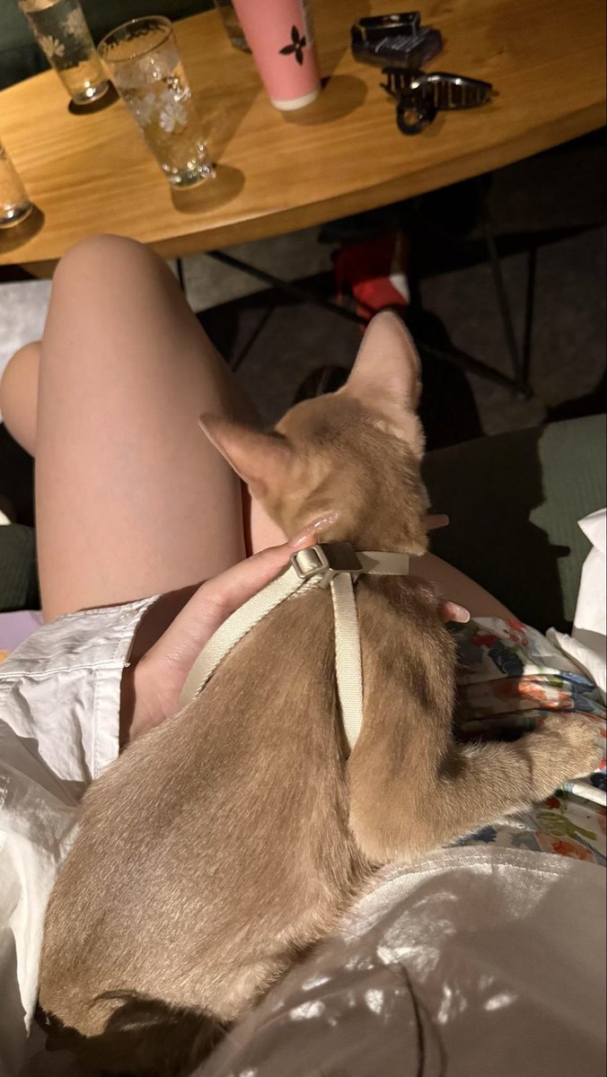 Yayyy6c's tweet photo. 和小猫有个约会～🐱
#ねこ　#烧猫 https://t.co/f1gIdVyZtl