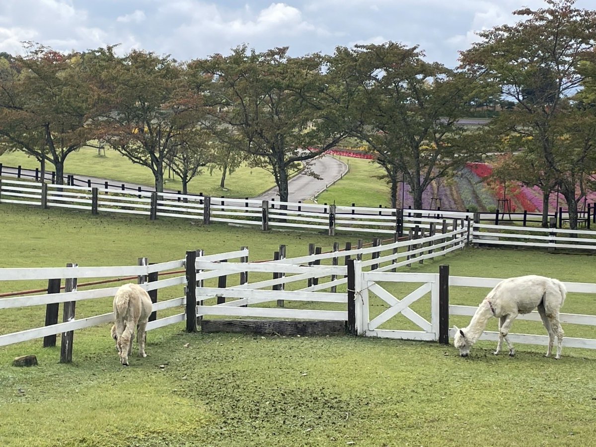 bokka_no_sato's tweet photo. だいや君とバンビ君🦙
広い放牧場でのんびりタイム🤭
ふたりとも夢中で草をぱくぱく🌿

＊牧歌の里　＊アルパカ https://t.co/UtRxAnA5MP