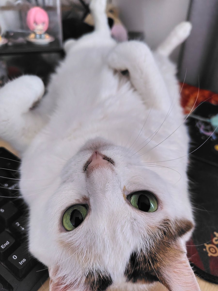 0310moti's tweet photo. 見つめられてる https://t.co/257qPVqxuv