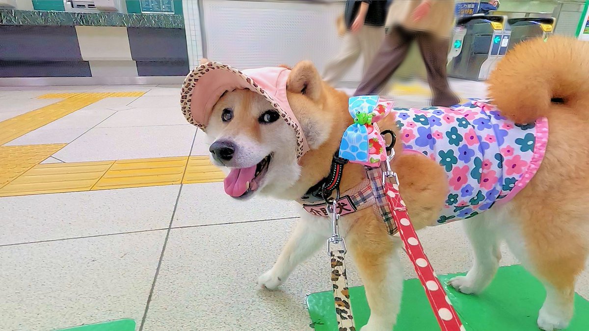 kaijokenruna's tweet photo. 柴犬介助犬るな🐶
電車で御徒町に到着しました💗

#介助犬 https://t.co/rsiZFXYU5L