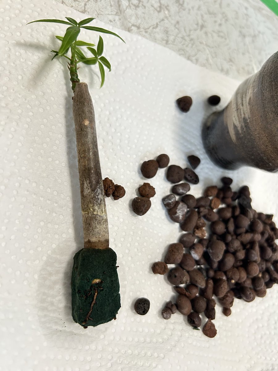 HanryuMore's tweet photo. パキラのボールや幹が白いのが気になるので植え替え🪴そうしたら👀全然根が増えてない💔成長しないわけだ🌀むしろ枯れてないのがすごい✨パキラって強いのね😁余分なスポンジをカット✂️鉢は変えずボールを小サイズにしてメネデール➕リキダスで完成🌈可愛い💕
#パキラ
#観葉植物
#ハイドロボール https://t.co/VBxLBvn0nh