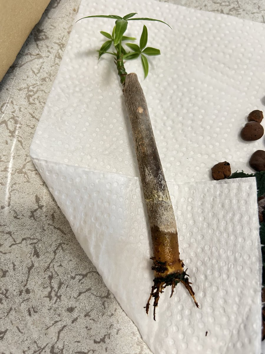 HanryuMore's tweet photo. パキラのボールや幹が白いのが気になるので植え替え🪴そうしたら👀全然根が増えてない💔成長しないわけだ🌀むしろ枯れてないのがすごい✨パキラって強いのね😁余分なスポンジをカット✂️鉢は変えずボールを小サイズにしてメネデール➕リキダスで完成🌈可愛い💕
#パキラ
#観葉植物
#ハイドロボール https://t.co/VBxLBvn0nh