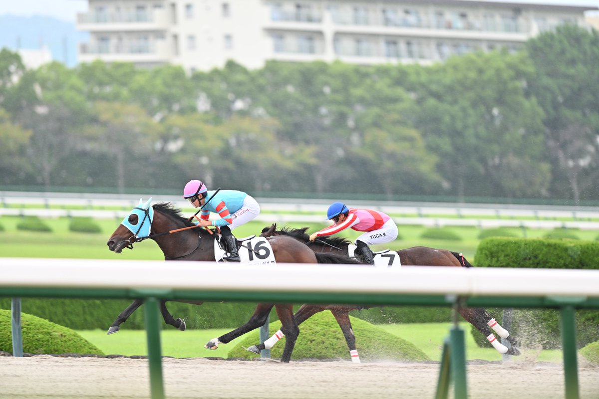 Matsu_LH44's tweet photo. 阪神競馬6R メイクデビュー阪神
WINNER ヤマニンガルブ×
田口貫太騎手

#阪神競馬場 #メイクデビュー阪神 #ヤマニンガルブ #田口貫太騎手 https://t.co/vRVklmi9OX