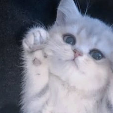 sabrinilux's tweet photo. 社畜体質なので「え、仕事…いれるか…？？」って一瞬思ったけど全然他のこと終わってねぇから絶対いれるべきじゃねぇわ何しようどれやろうとりあえず久しぶりに布団で寝たい(連日床気絶マン) https://t.co/dZoWpNE0VJ