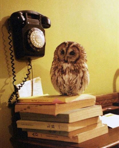 3Owl3Howl3's tweet photo. https://t.co/w89eojfptu