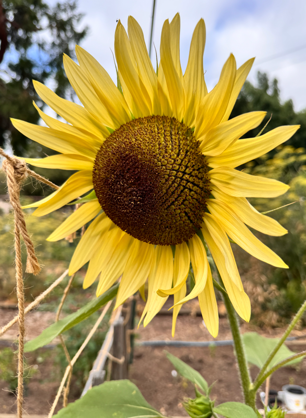 ShanthaRMohan's tweet photo. Kindness is a habit. It enriches our lives and builds character.
Like everything else, this habit starts with one small act.
What random act of kindness will we do today?

🌞Good morning!
Wishing you a super Sunday!🌻

#DailyFlowers https://t.co/uEJ1WN40uS