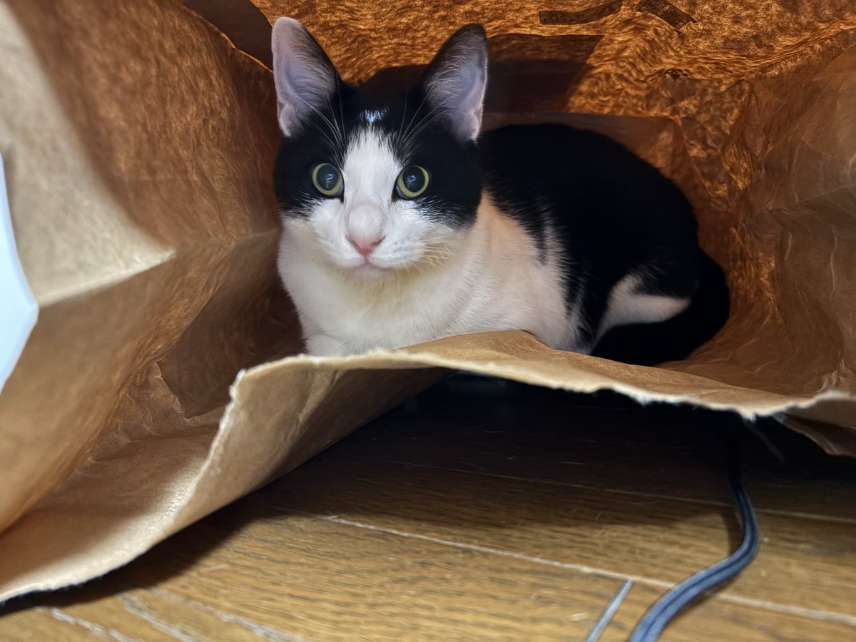 Saidge_m9's tweet photo. 猫という生き物 https://t.co/b1I3k9FMIT
