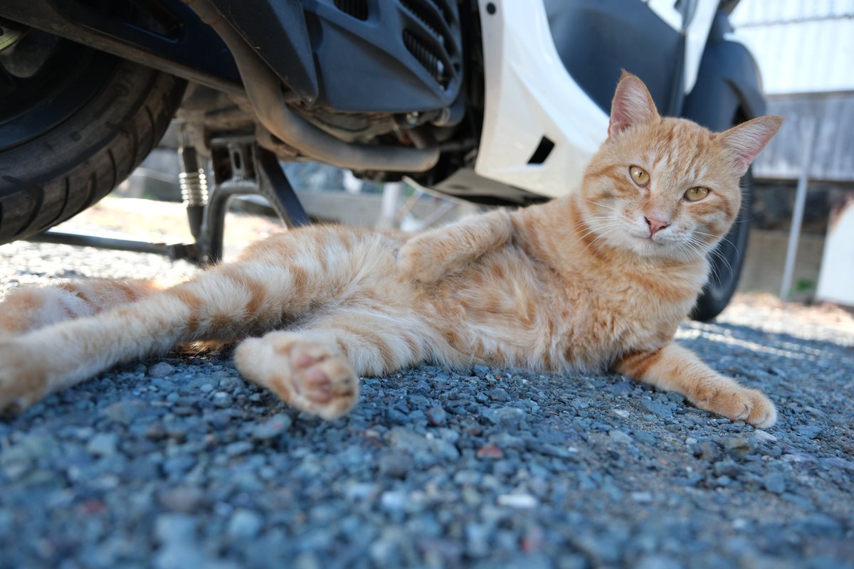 predictabo's tweet photo. バイクの前でリラックス

なかなか乗せてもらえませんでした😅

#猫
#ねこ
#猫かわいい
#ねこ好き
#cat https://t.co/zDafb0mNUY