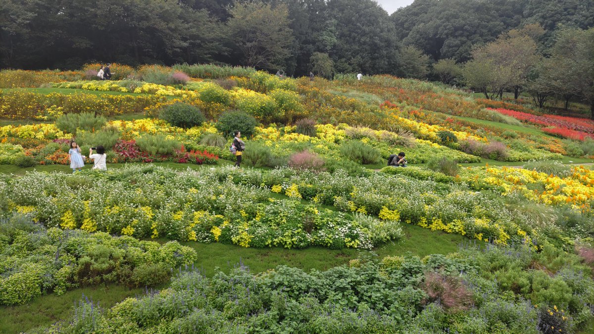 peaceofbonito's tweet photo. 里山ガーデンなう
秋のお花もきれい https://t.co/POIfeORWKg