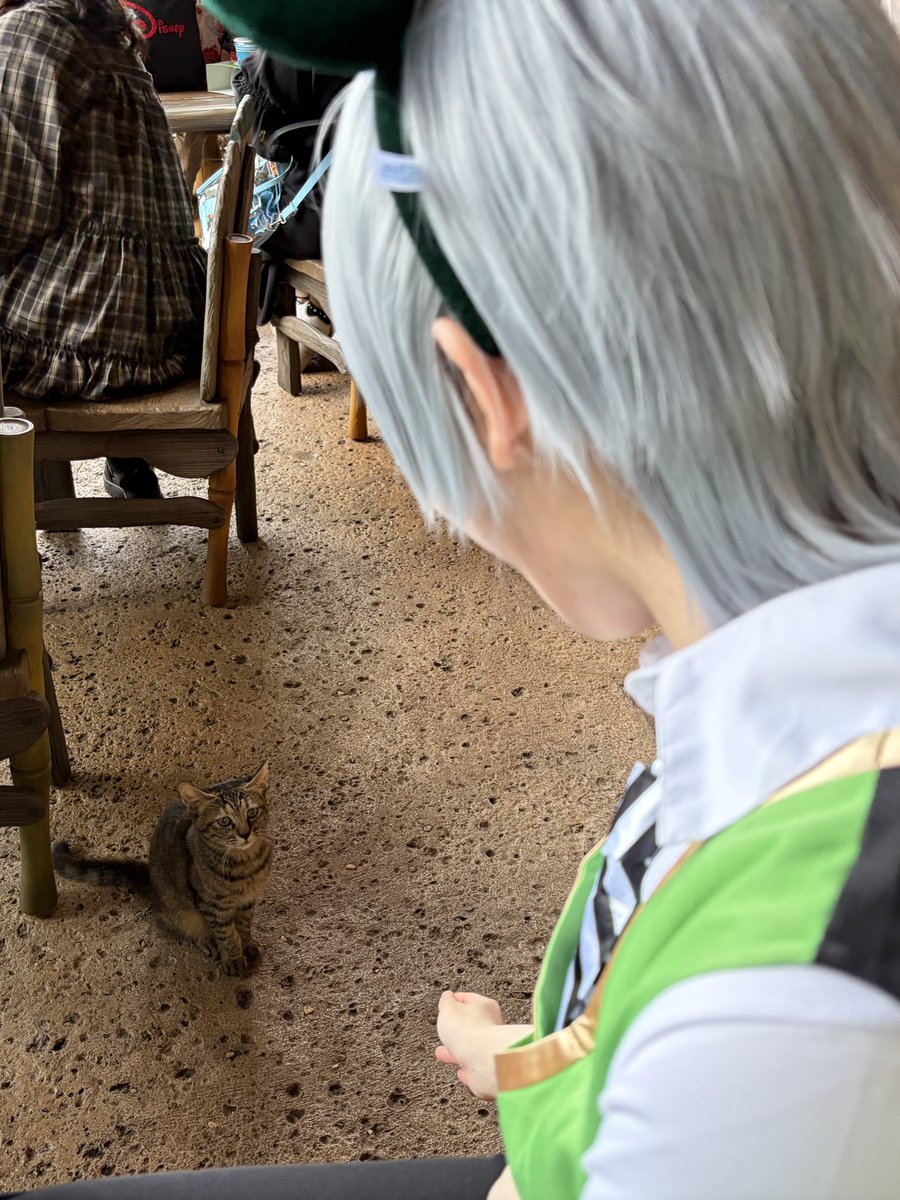 rapitakeeee's tweet photo. シルバー、猫と遭遇
 #Dハロツイステ仮装 
 #Dハロ仮装 https://t.co/JY8MJvdSw7