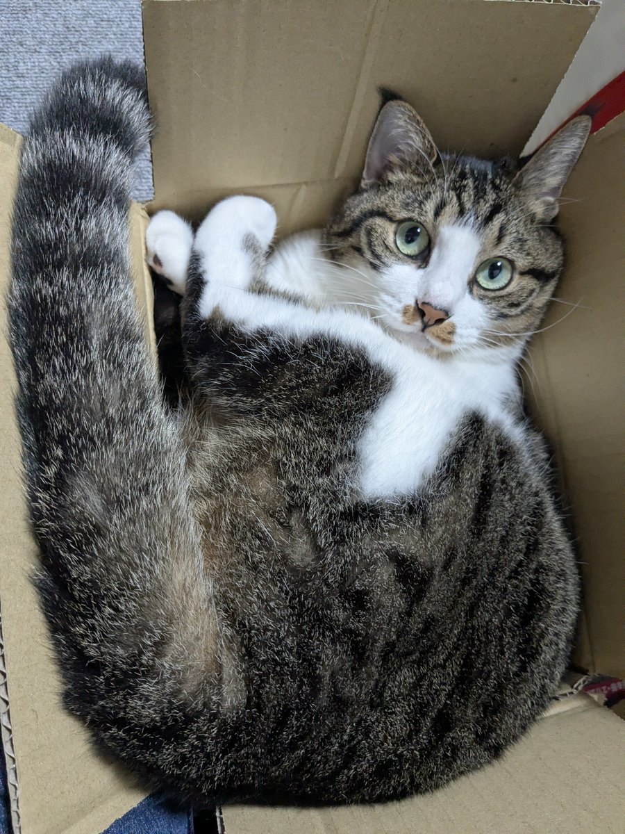 0101025's tweet photo. 待ってくれよ、うちの子可愛すぎん？？？ https://t.co/uA3wIy3tBc