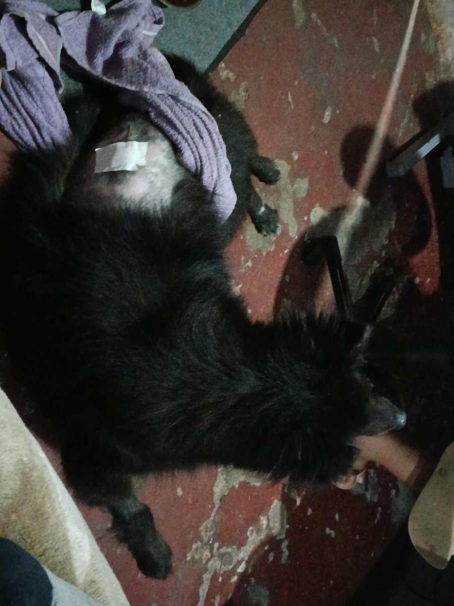 _cafe_sem_leite's tweet photo. @MumucaP Eu iria mas essa cachorra só resmunga e chora https://t.co/o1V1hAylOF