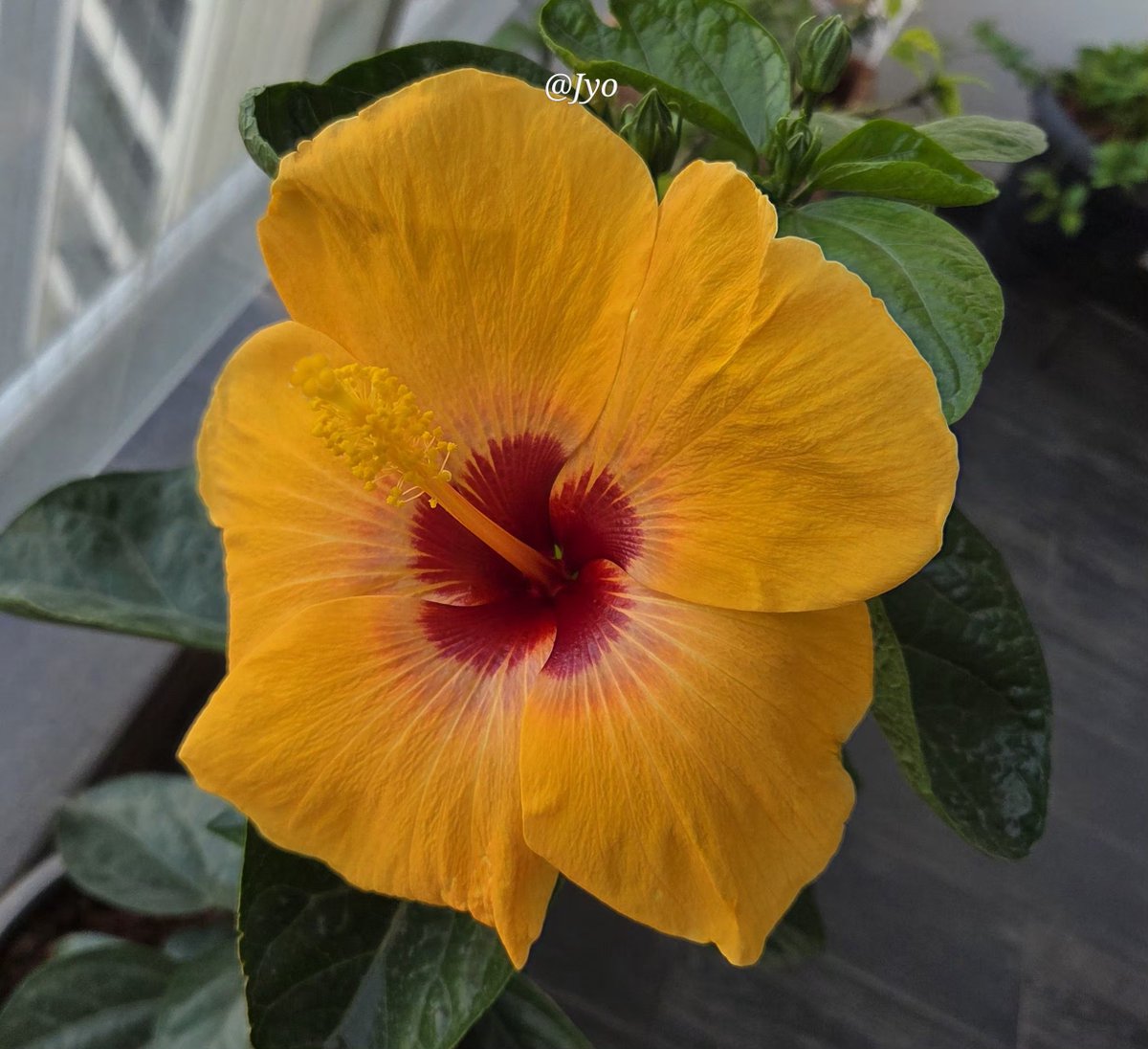 Jyothi_esl's tweet photo. The garden has its own star today....golden, delicate, and gloriously alive.

Beauty at it's best! 

#theme_pic_India_flowers 
#FlowersOnSunday https://t.co/BIJ6b9XPc0