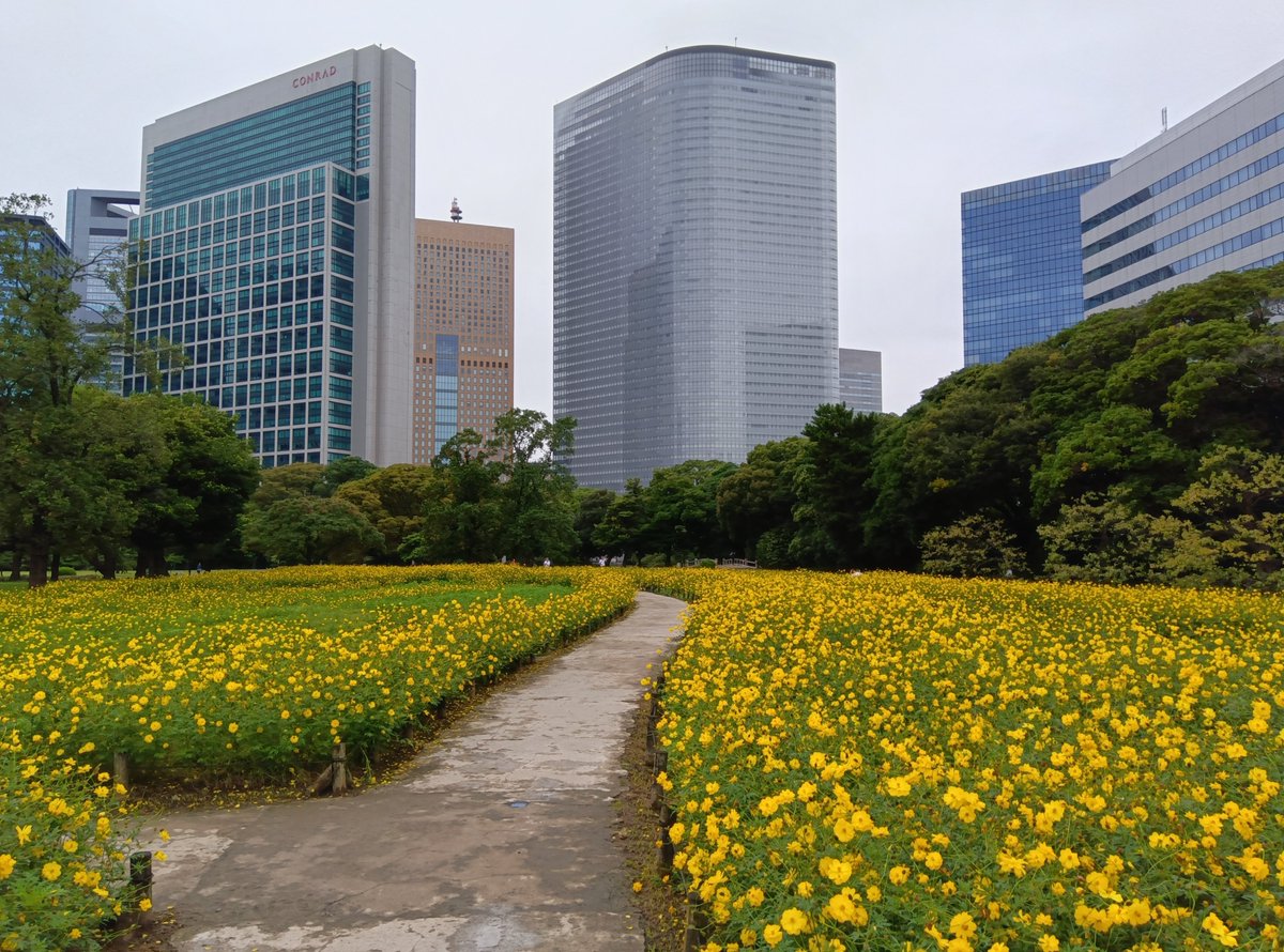 HamarikyuGarden's tweet photo. 【コスモス通信】2026年9月27日
全体的に花数はまだ多いですが、区画によっては咲き揃っていないところもあり、視点によっては緑が多いところもあります。
#キバナコスモス #cosmos #garden #Tokyo #Japan #浜離宮 https://t.co/zLDynioSZJ