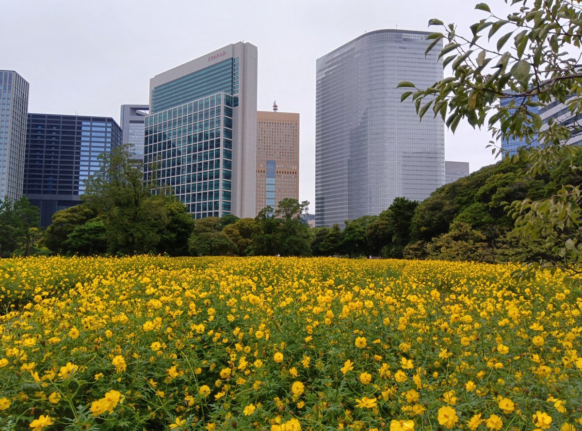 HamarikyuGarden's tweet photo. 【コスモス通信】2026年9月27日
全体的に花数はまだ多いですが、区画によっては咲き揃っていないところもあり、視点によっては緑が多いところもあります。
#キバナコスモス #cosmos #garden #Tokyo #Japan #浜離宮 https://t.co/zLDynioSZJ