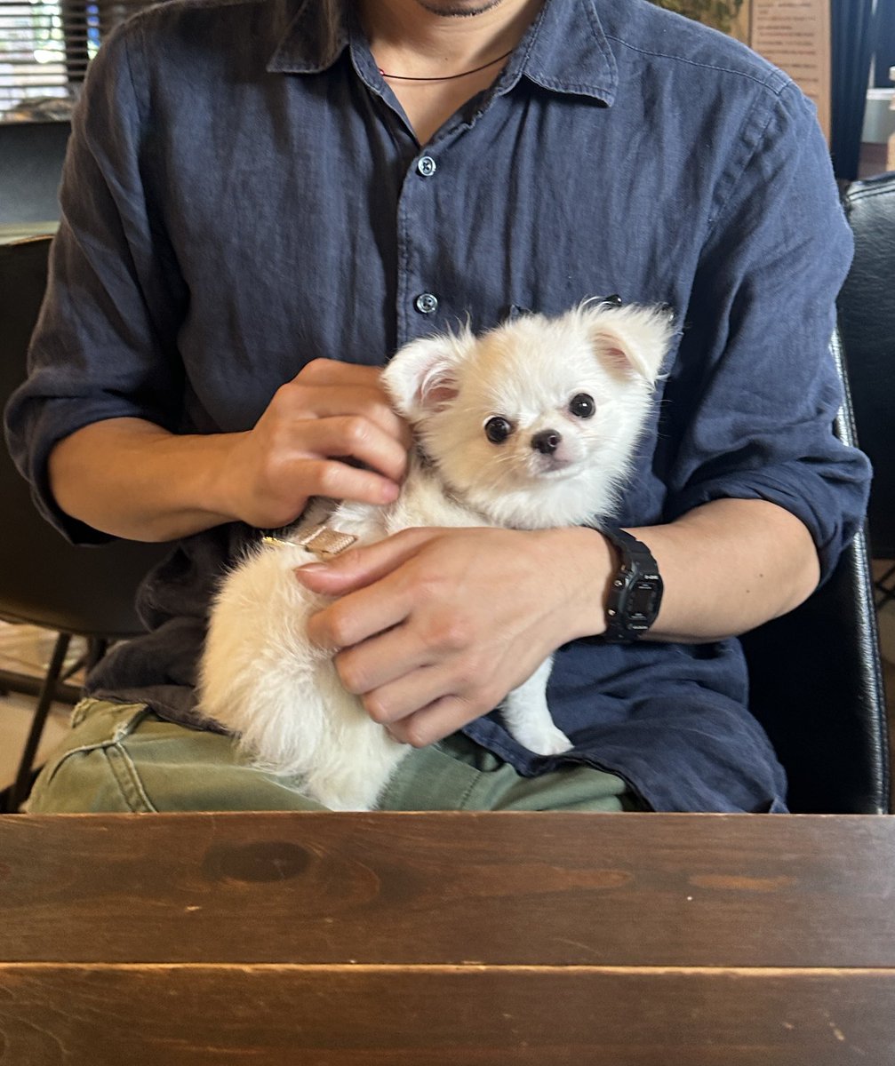 iskw_pets's tweet photo. パパの抱っこと私の抱っこで写真写りが変わり過ぎるリオくん https://t.co/Xm2VHyydHG