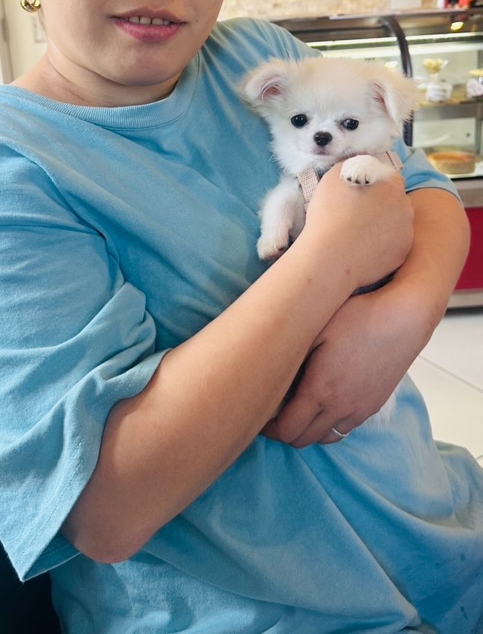 iskw_pets's tweet photo. パパの抱っこと私の抱っこで写真写りが変わり過ぎるリオくん https://t.co/Xm2VHyydHG