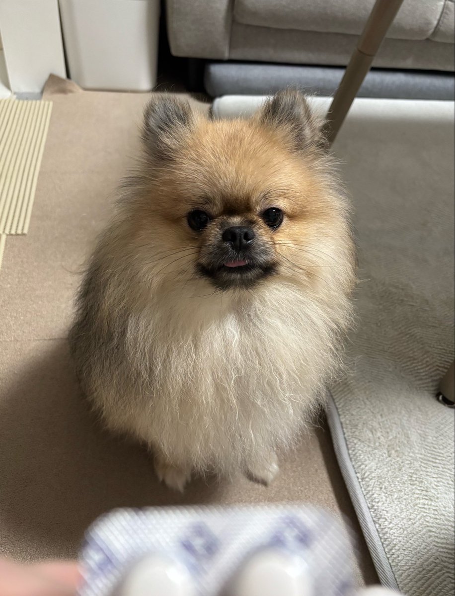 ammo0919's tweet photo. 人間の頭痛薬をノミダニのお薬と勘違いして待ってる😅

#犬のいる生活
#ポメラニアン https://t.co/Cse2kJAPYC
