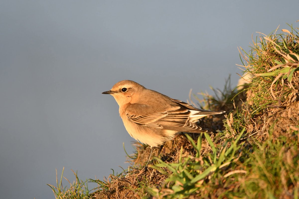 nealesmithworld's tweet photo. Wheatear 
Bude Cornwall 〓〓
#bude #cornwall 
#Wheatear https://t.co/M7q1a176jG