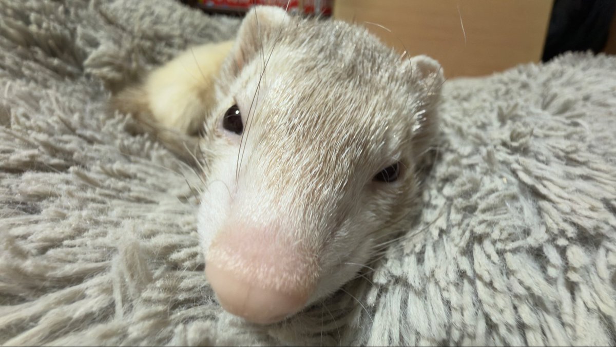 r8_yp's tweet photo. モデルのうちの子
しょーたくん https://t.co/xNYcXYqgz7