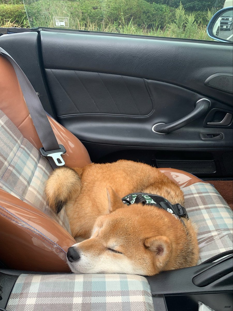 kuuqq99's tweet photo. 本日のドライブ犬 https://t.co/8iAvYdaUA3