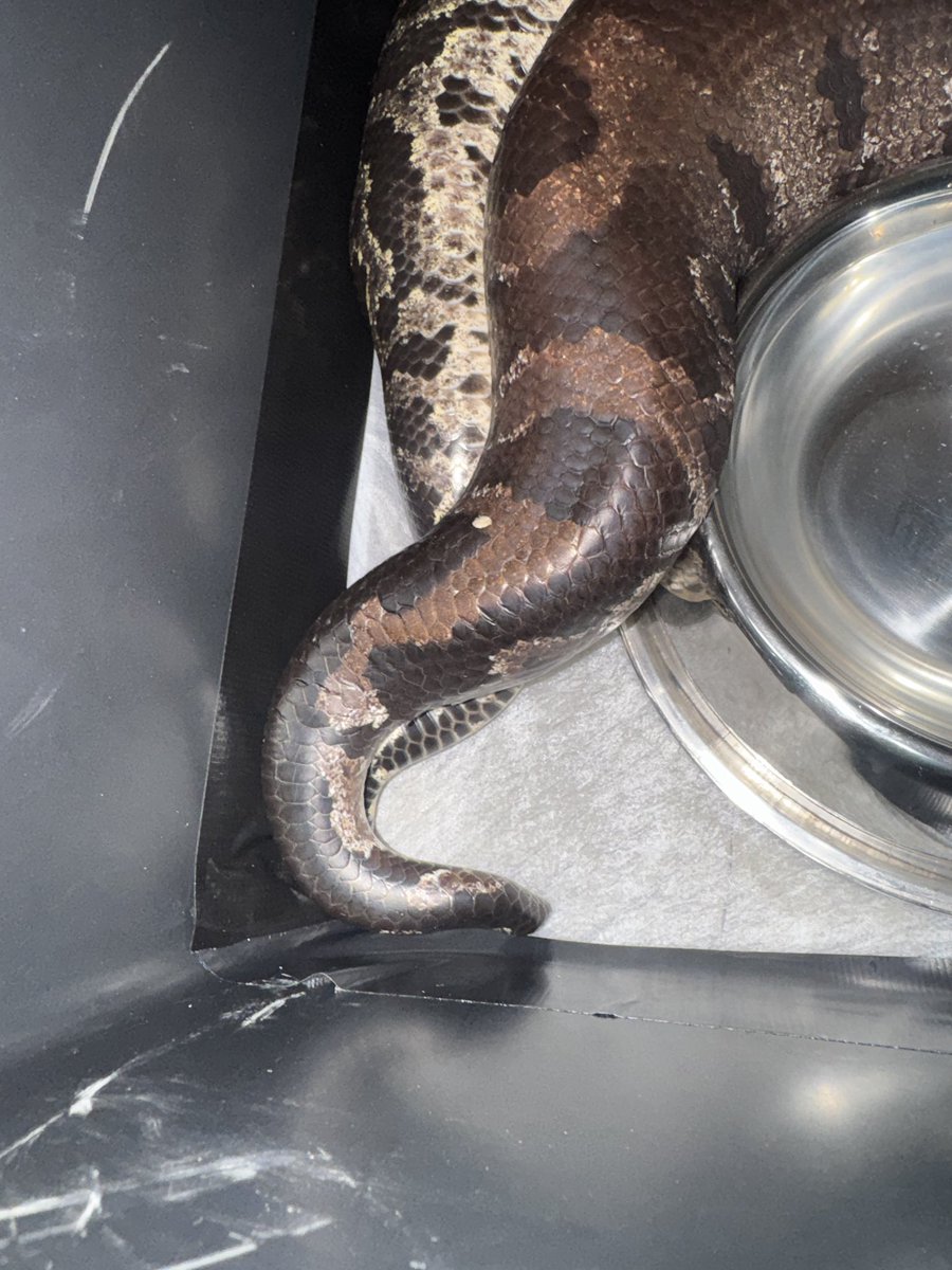 snake0711ys's tweet photo. 前回から脱皮しよったけん3週間ぶりにご対面👩‍❤️‍👨

♂7kg 2歳
♀13kg 4歳

 #スマトラブラッドパイソン https://t.co/vAorjvs6rX