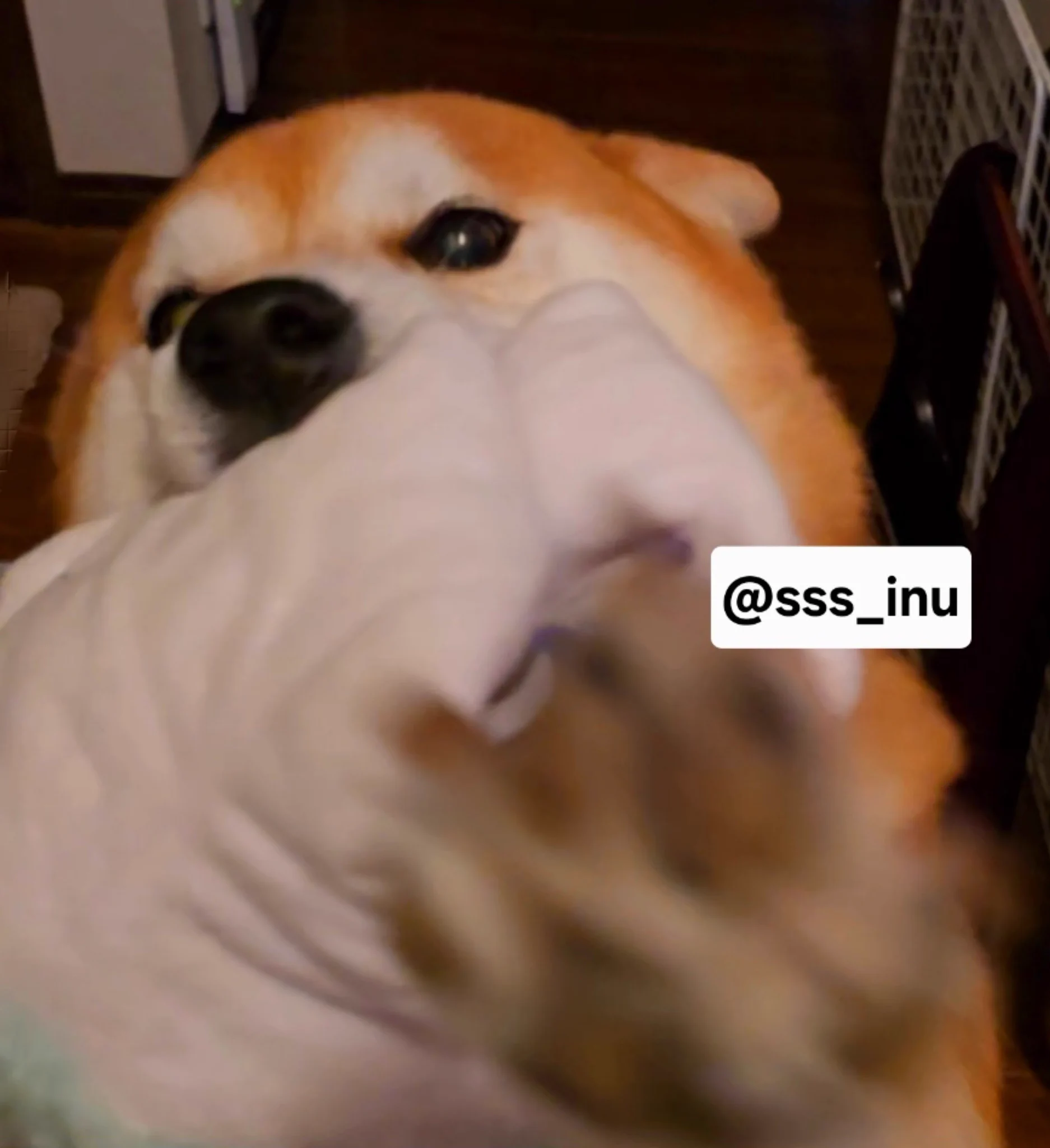 犬 (@sss_inu) / X