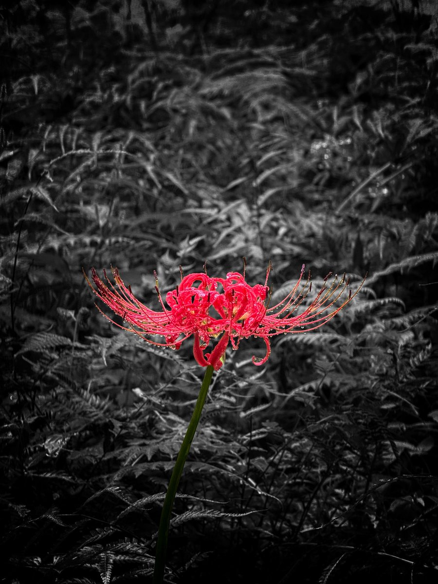 200CROSS200's tweet photo. 昨日曼珠沙華の写真撮りに行ったらカードが入ってなくて死亡

(๑╹ω╹๑ ) https://t.co/R09jwPkvzz