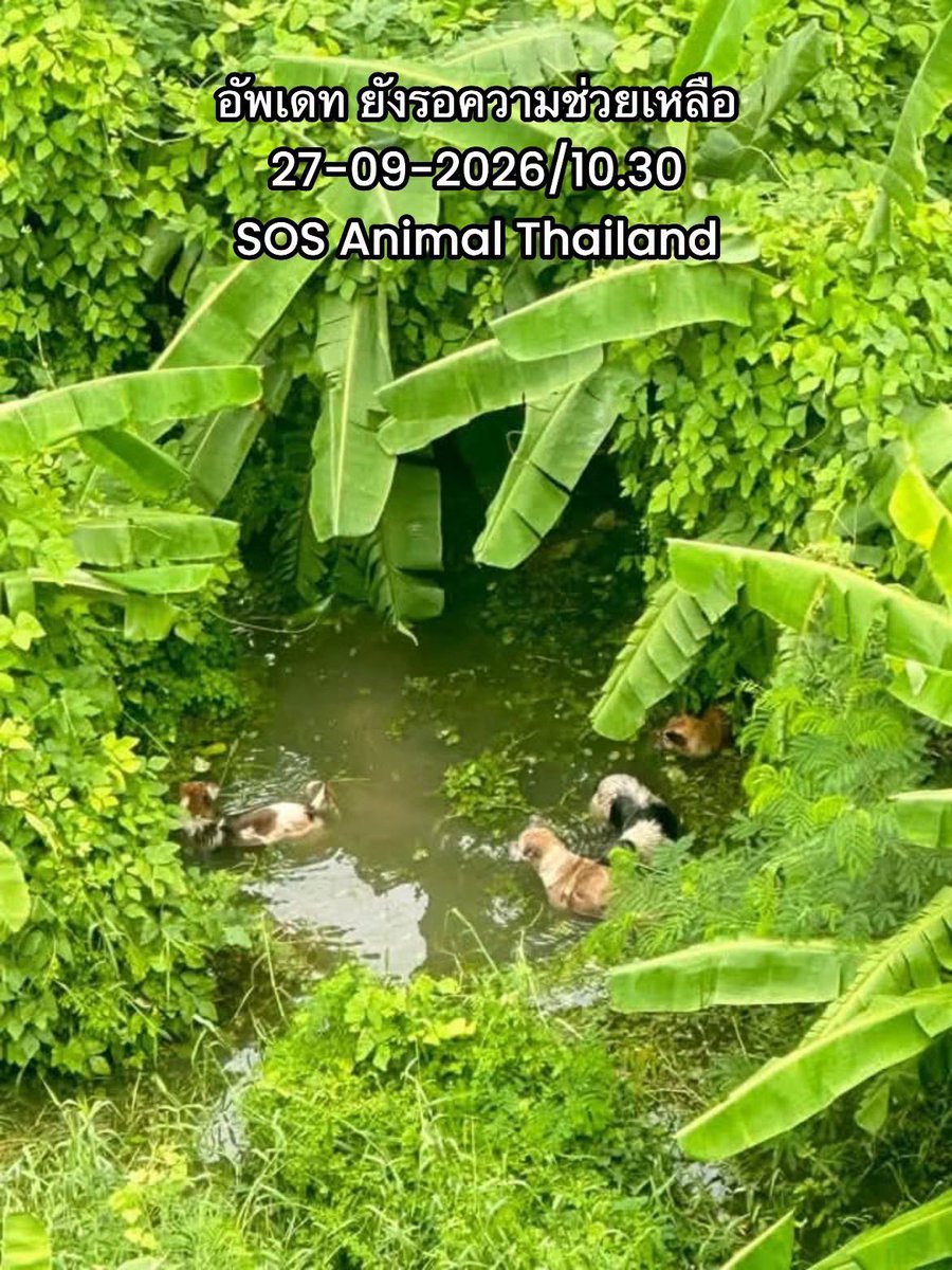 malimalineee's tweet photo. รบกวนช่วยเคสนี้หน่อยค่ะ
น้องมี 5 ตัว น้องติดอยู่ในน้ำตรงนี้ 3วันแล้วค่ะ
น้องจะคอยหลบๆคน

พิกัด ช้างหอ MT HOME ซอย ชุมชนมหาดไทย 2 แยก 6/1 แขวงคลองจั่น บางกะปิ

เบอรโทรผู้แจ้ง 096-189-9982 ขอบคุณทุกความเมตตาจากท่านคะ 

ช่วยแชร์ออกไปทีนะคะ

27-09-2026/10.30 https://t.co/0dC6FIyXIh
