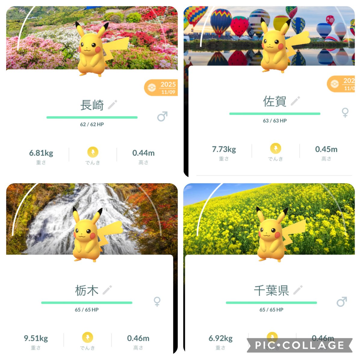 eisuke1204sss's tweet photo. ポケふた　新潟集めて11県目

いまだ一度も焦げたことないぞ

次はどこのピカチュウ捕りにいくかな

#ポケふた https://t.co/Kvl1B0TJ6Y