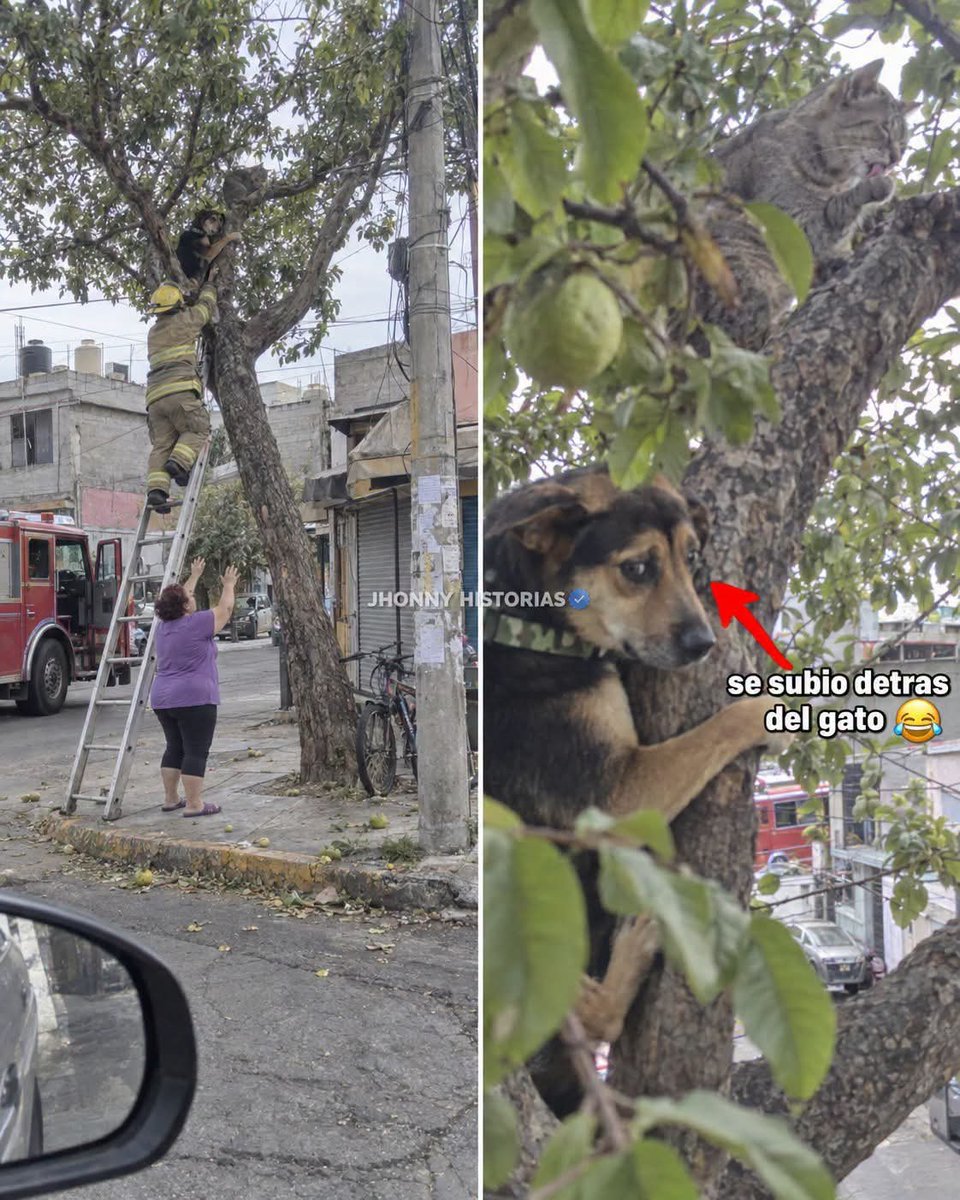 lilianadeteresa's tweet photo. Ese perro de veinte kilos está trepado en el guayabo de la esquina porque persiguió al gato. El gato está una rama más arriba, lamiéndose la pata.

Se llama Rambo. Yo vivo en el segundo piso de enfrente y le tomé la foto desde mi ventana, a un metro de su cara de vergüenza.

Doña Tere, su dueña, dice que es «de raza cazadora». Le compró collar de camuflaje y todo. El Chayote, el gato gris de la tienda, lleva dos años pasando por su banqueta despacito, nomás para que lo vea.

El sábado Rambo se hartó. El Chayote corrió al guayabo y Rambo, sin que nadie sepa cómo, se subió detrás del gato. Tres metros. 😂

Ahí se acabó la cacería. Rambo se quedó atorado en la horqueta, temblando, y el Chayote se acomodó arriba a verlo.

Doña Tere le gritó dos horas: «¡Bájate, mijo, tú eres cazador!». El cazador no se movía ni para respirar.

Llegaron los bomberos con la escalera. El Chayote bajó primero, solito, pasando por encima del lomo de Rambo, y se fue a la tienda.

Al perro lo bajaron entre dos, abrazado al bombero como bebé.

Desde ese día el Chayote duerme en esa rama, y Rambo se cruza a la otra banqueta.

Con todo y su collar de camuflaje.

De: Jhonny Historias pueblo. De barrio y de animalitos. 
🤓 fotos retocadas por IA