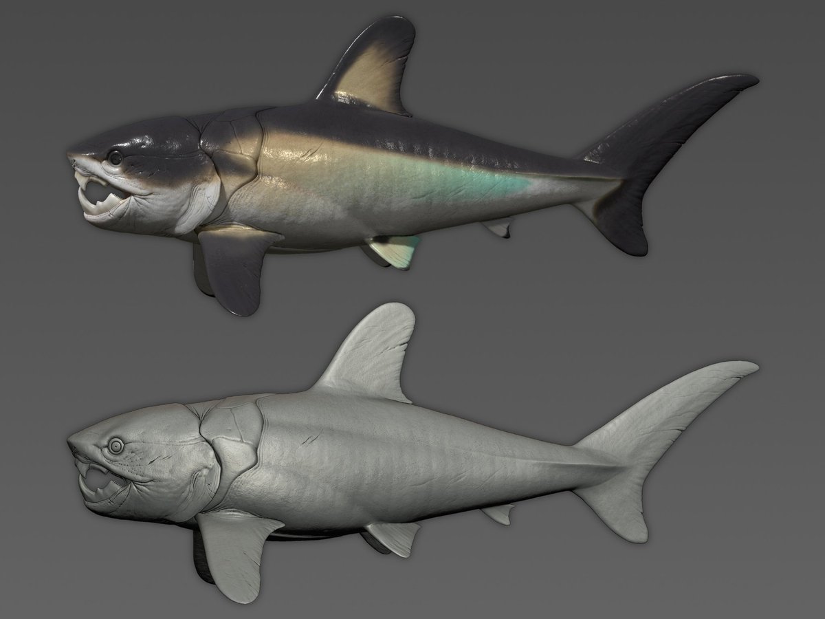 nao70shark1's tweet photo. 多分世界で唯一のゴルゴニクティスの立体物
古生物好きさんにオススメ！！
鰓も作り込んでるよ！ https://t.co/MuzFlJYUfA