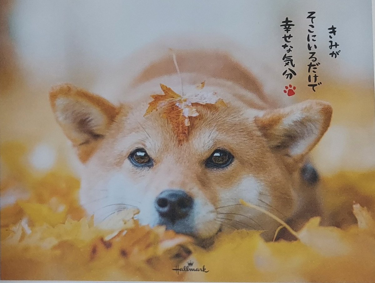 Tomokichi0610's tweet photo. @MujifaV
@_mujifa 
#MUJIFASIA保存会

14時に生まれたむーちゃんに(o´罒`o)
誕生日おめでとう🎉🎊💐👏♥️

同じ空の下 
むーちゃんが楽しく元気で
いてくれるだけで https://t.co/TFDr95TyZG