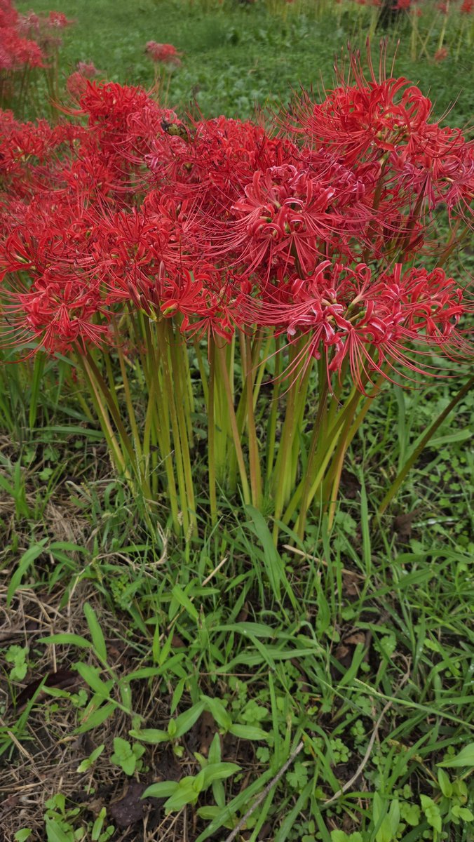 pekin_genzin's tweet photo. 🌾農家日記🌾

秋分を越えて秋も深まりを感じる今日この頃。

近くの道には彼岸花。

春は桜と、色とりどりや(❁´ω`❁)

 #Reality
 #農業 https://t.co/QW54TBXCvi