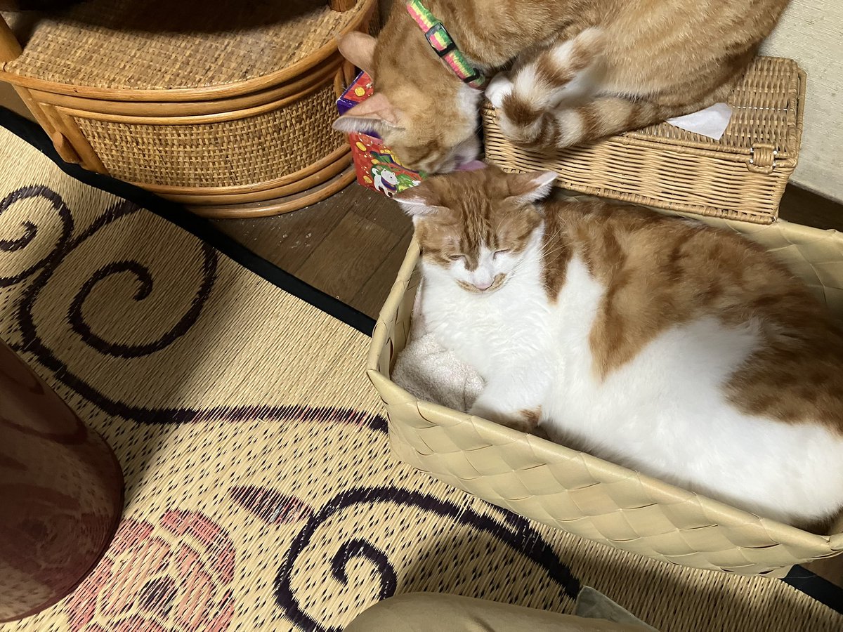 acht8808's tweet photo. 今日の寝床はジッパーが先取り。弟「ぐうぐう」兄「かわってほしいにゃあ」

#猫
#盲人とねこ https://t.co/zQtOnY9egz