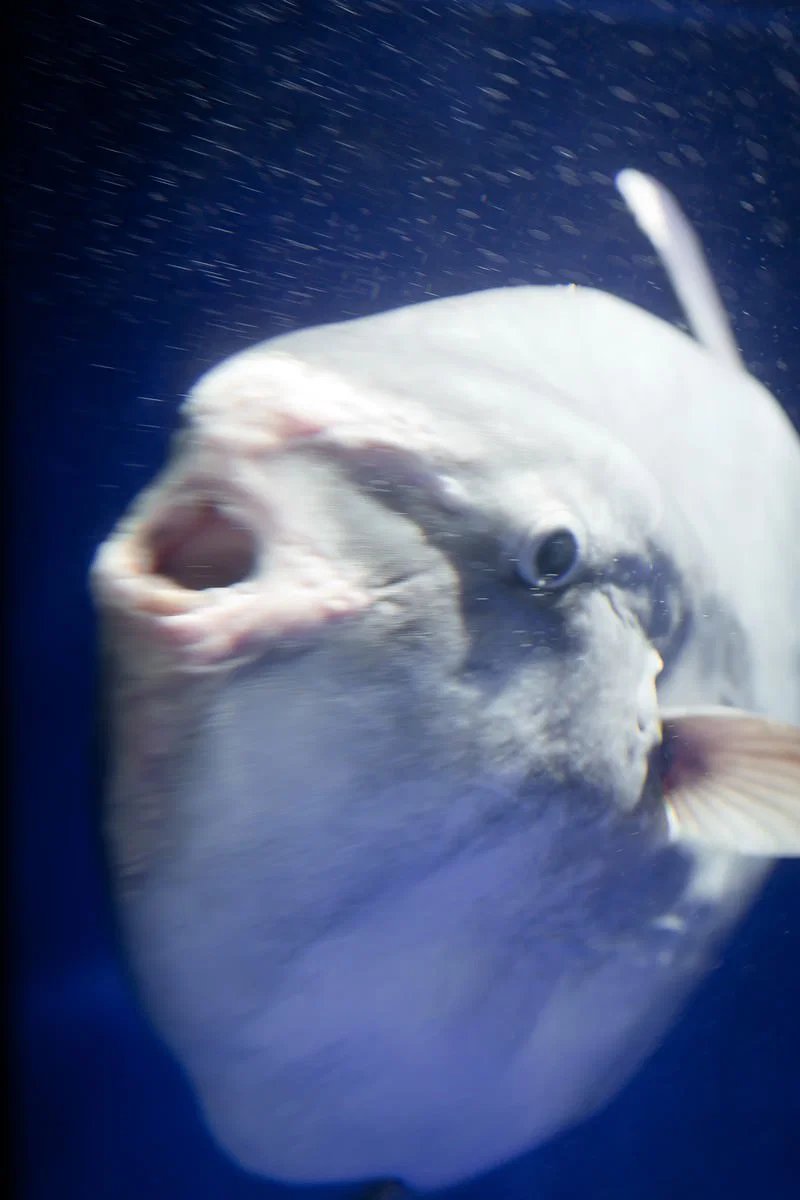 hisui_midorika's tweet photo. マンボウ フリー画像 で打ったらこんな躍動感に満ちたマンボウ出てきたンゴね。素敵。 https://t.co/fHaWHAEqSI