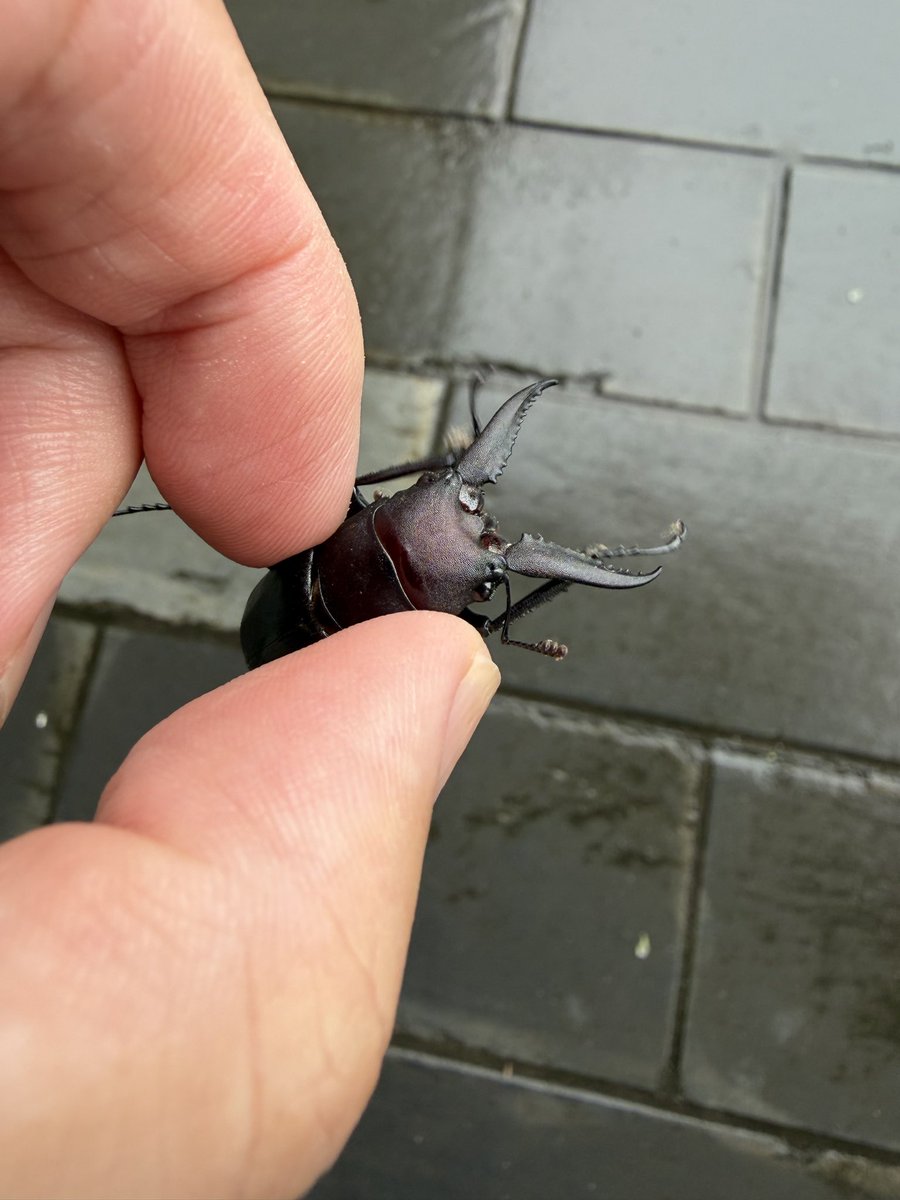 KanezakiMasato's tweet photo. 家の中でクワガタ発見!😆
#haveaniceweekend
Found a stag beetle in my house. https://t.co/BRZu9rBqdE