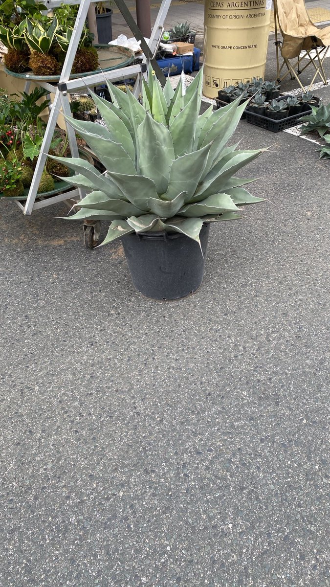Anicul_shop's tweet photo. 【ご案内】
14時を回りました☆彡
「PLANTS SHOW」のイベントは15時まで！！
まだまだ人の流れがありますが、ぜひ、遊びに来て下さいね･:*+.\(( °ω° ))/.:+ https://t.co/WFa4Vj2TKI