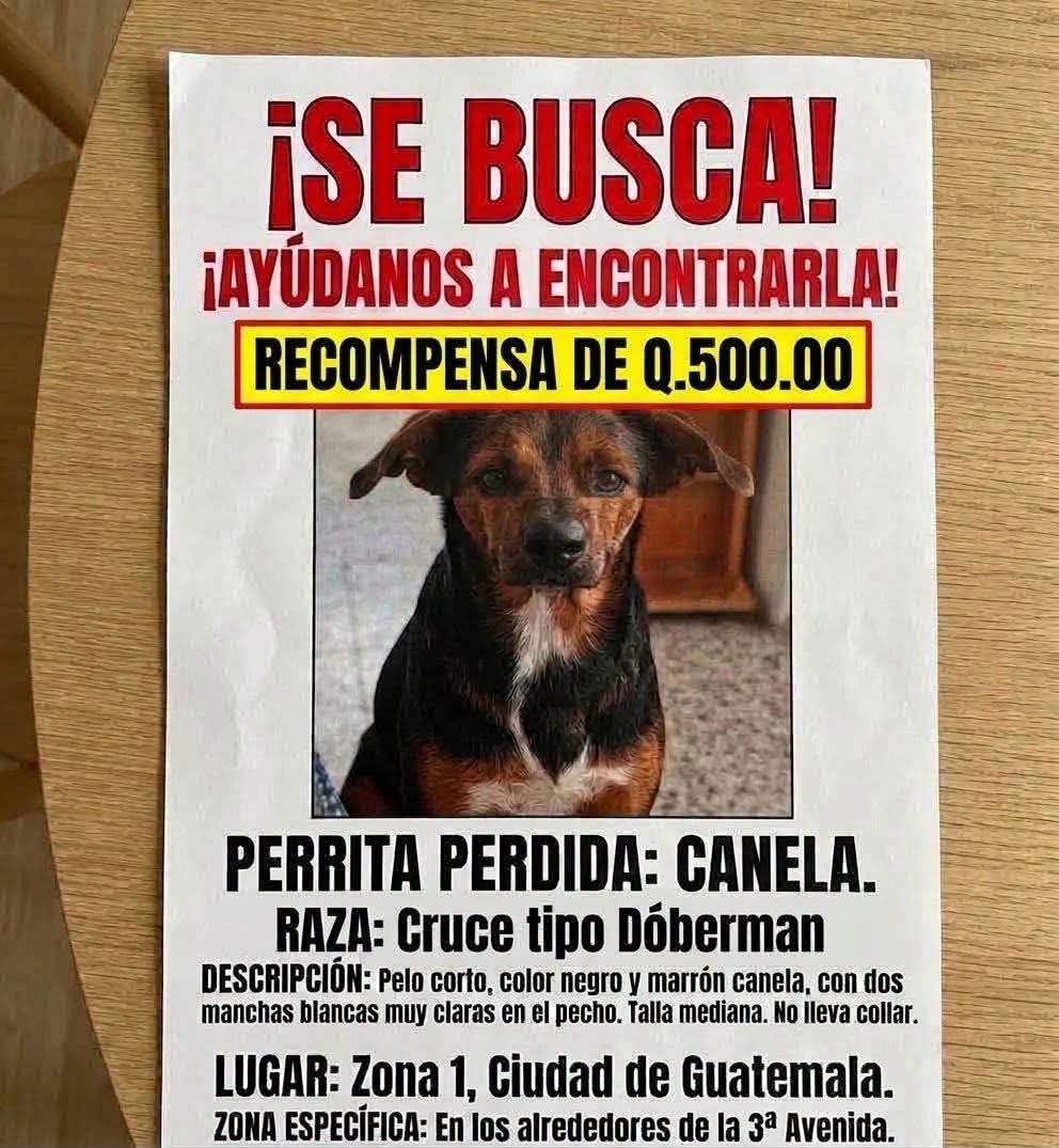 Gt502Mascotas's tweet photo. ⚠️⚠️ Canela https://t.co/S130uRxLqW