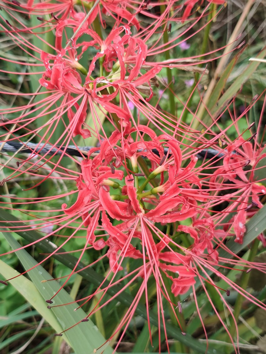 cat_eye1125's tweet photo. ウォーキング途中で見かける彼岸花
季節の変わり目を感じます。 https://t.co/rrDjEwzSGA