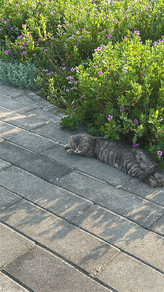 f6im1993's tweet photo. 🐈‍⬛💓✨ https://t.co/JJq2UR3e9Y