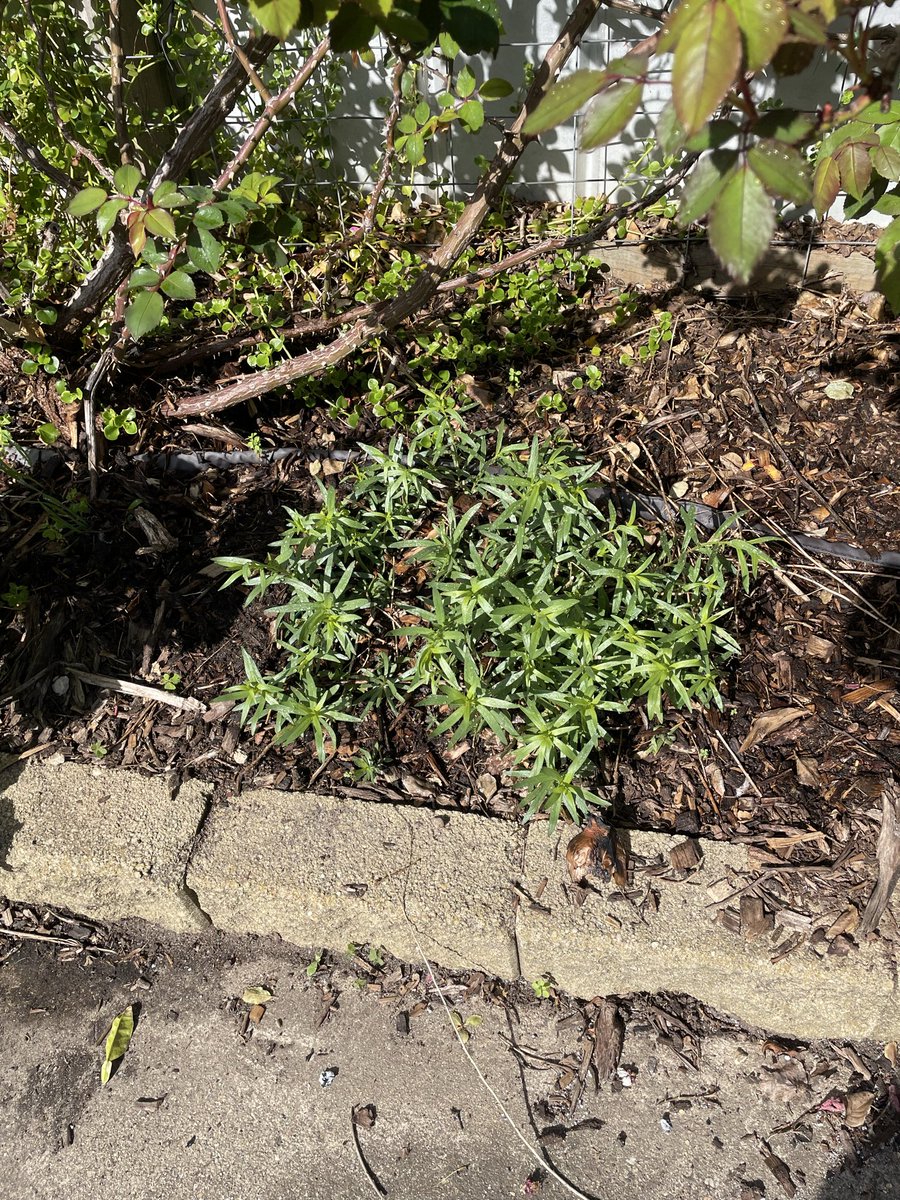 John_Moore_1's tweet photo. The tarragon springs forth. One of the sure signs of Spring. https://t.co/FQNBDJLxCB