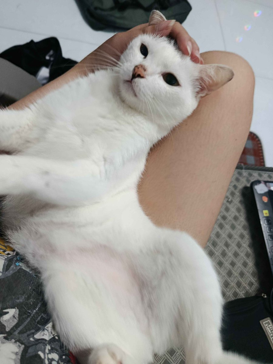 Mortem_Pup's tweet photo. Got home despite the rain n flood outside n no one even greet me (even got yelled at) beside bin bin yesterday, she even sleep with me n protect me from the cockroaches….i love you sm Bin Bin https://t.co/jZEZwXiozL