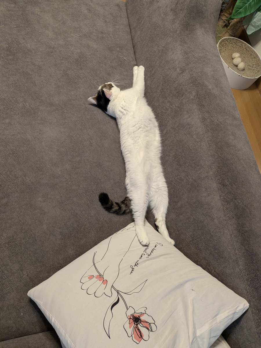 kimucoro1's tweet photo. ๆฏใใใฎๅฏ็ธ๐ธ
โ#SakuraCat #EartippedCat #CatsOfJapan https://t.co/VAhxorlFMZ