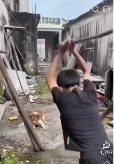 OccupyRedding's tweet photo. It is unacceptable for KRCR TV News to hide / refuse to do  #WangWang story Hopefully forcing Animal Cruelty laws in #China here is contact information...

KRCR TV NEWS 530 243 7777 or email News@KRCRTV,com

Sinclare News (410) 568-1500
#JusticeForWangWang https://t.co/msSsTQiSih
