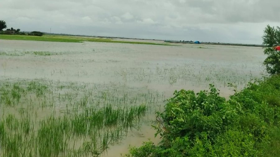 OnnexPowerMedia's tweet photo. 🌧️ AP FLOOD IMPACT CONTINUES: Heavy rains have eased in parts of Andhra Pradesh, but flooding and waterlogging continue to affect North Andhra and the Godavari region.
Preliminary estimates show over 43,800 hectares of crops inundated statewide, affecting nearly 69,300 farmers. Paddy, maize, cotton and horticulture crops are among those hit.
Officials are continuing crop-loss assessment and relief operations in affected areas.
#AndhraPradesh #APFloods #NorthAndhra #Godavari #Farmers #CropDamage #HeavyRains